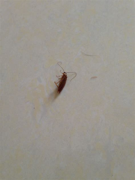 喜火怎麼念 家裡突然出現很多小蟑螂
